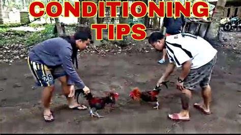 sabong conditioning|5 Minutes Scratshing/21 days conditioning tips/ KB Solana.
